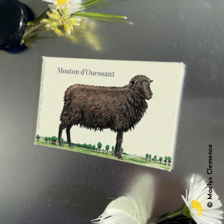 Mouton d'Ouessant