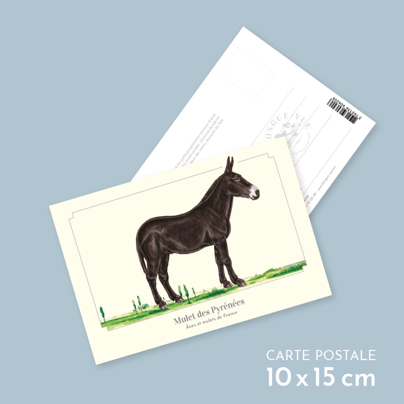 Mulet des Pyrénées