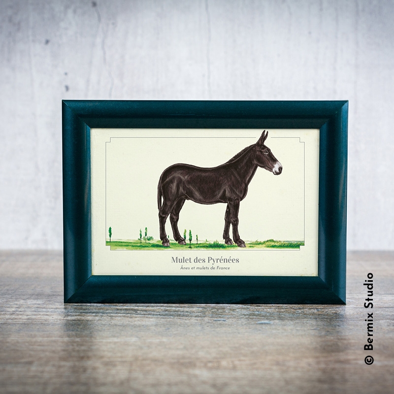 Mulet des Pyrénées