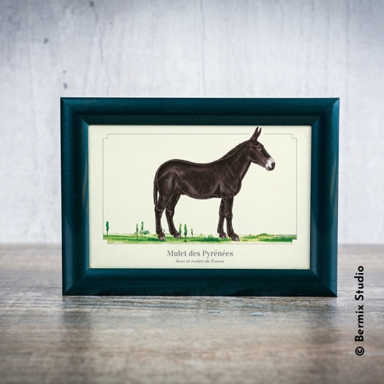 Mulet des Pyrénées