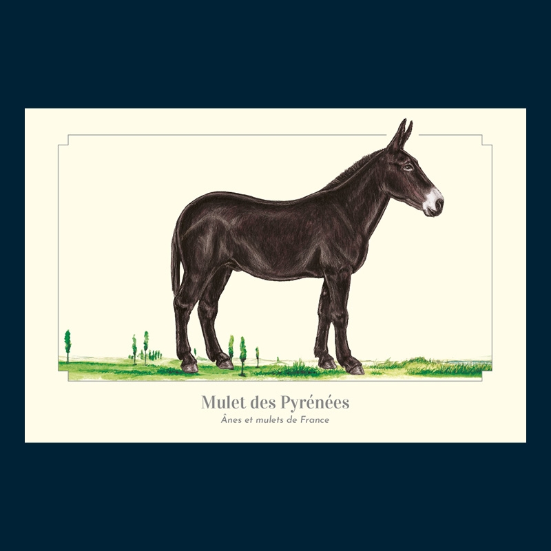 Mulet des Pyrénées