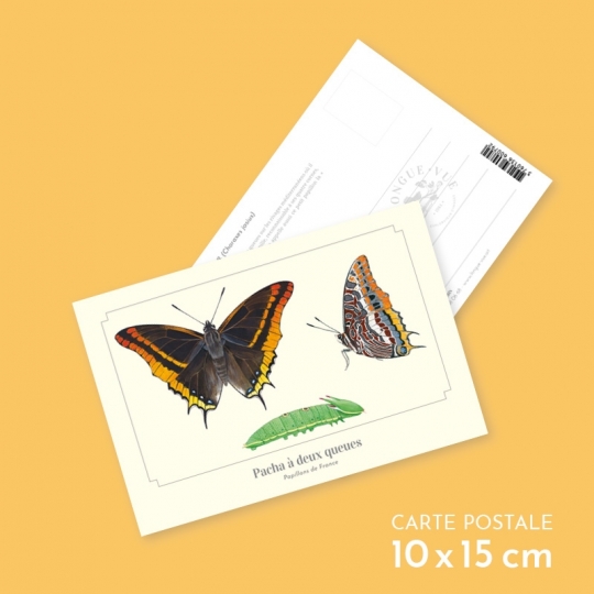 Pacha à deux queues