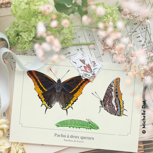 Pacha à deux queues