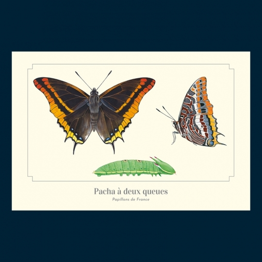 Pacha à deux queues