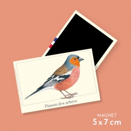 Pinson des arbres