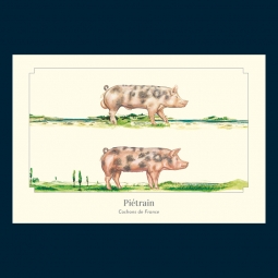 Piétrain Piétrain