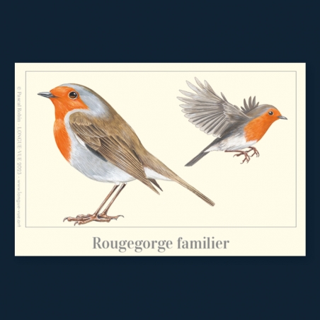 Rougegorge familier