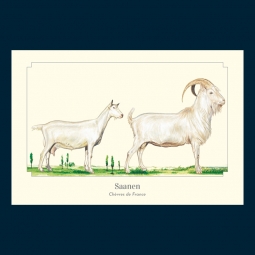 Saanen Saanen