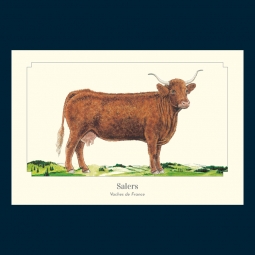 Salers