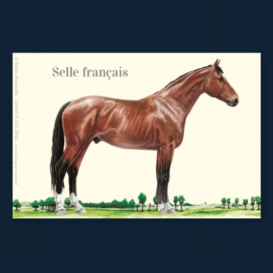 Selle français