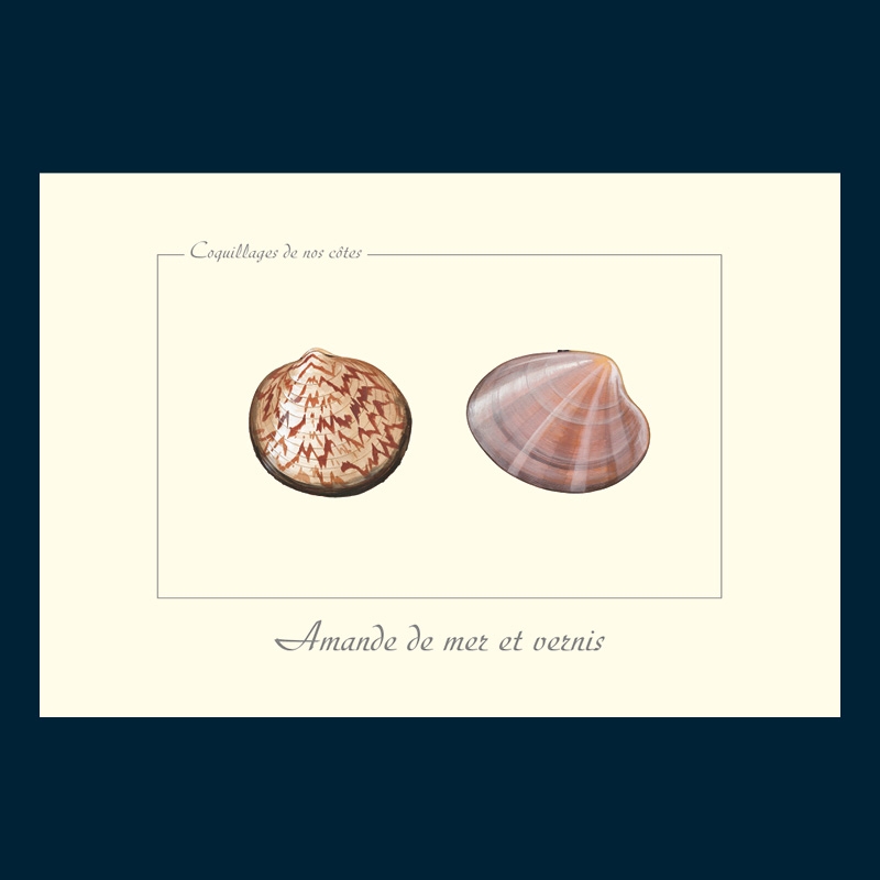 Amande de mer et vernis