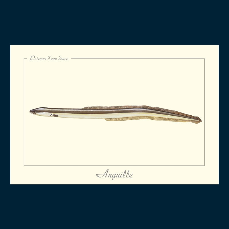 Anguille