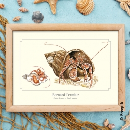 Bernard-l'ermite Bernard-l'ermite
