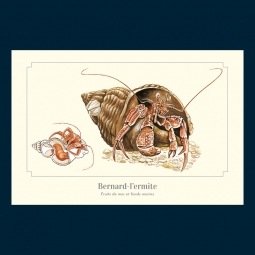 Bernard-l'ermite Bernard-l'ermite