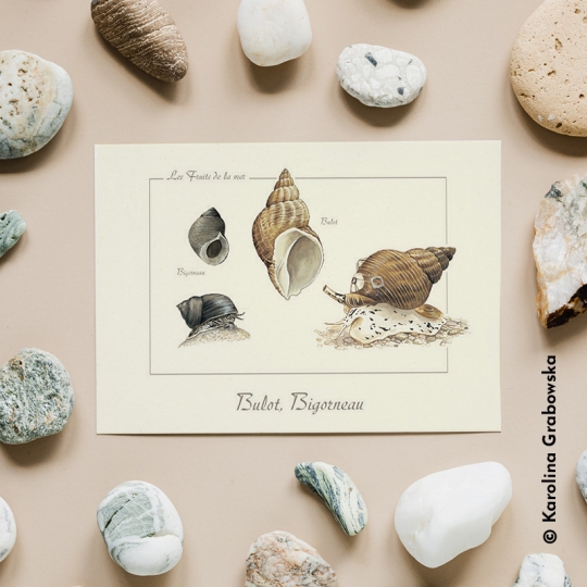 carte postale bulot et bigorneau