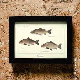 Carpes Carpes