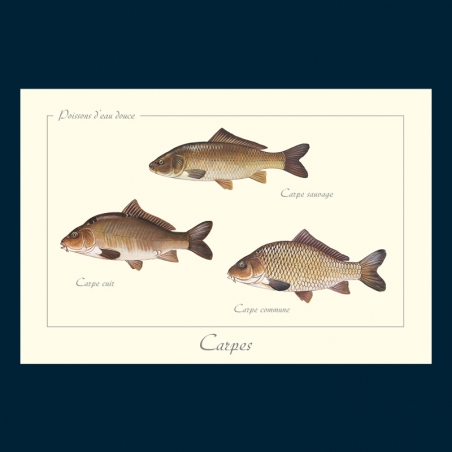 Carpes