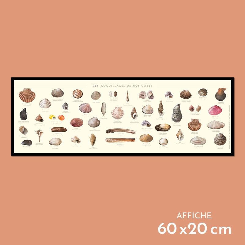 Coquillages de nos côtes