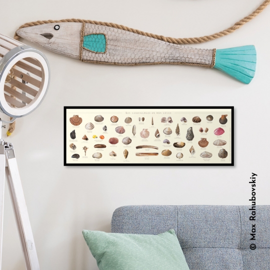 affiche coquillages de nos côtes