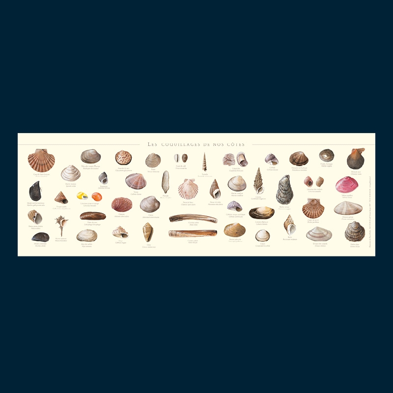 Coquillages de nos côtes