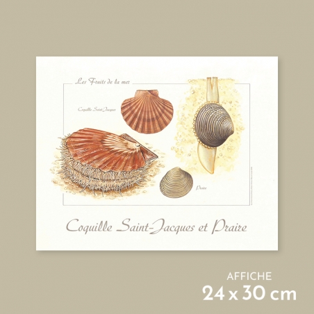 Coquille Saint-Jacques et praire