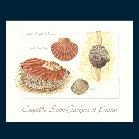 Coquille Saint-Jacques et praire