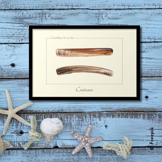 carte postale couteau