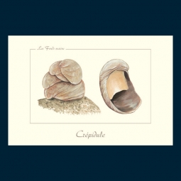 Crépidule Crépidule