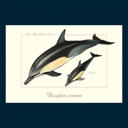 Dauphin commun