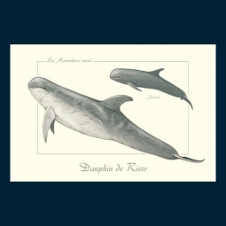 Dauphin de Risso Dauphin de Risso