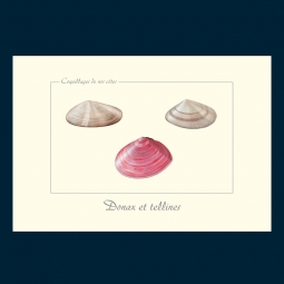 Donax et tellines Donax et tellines
