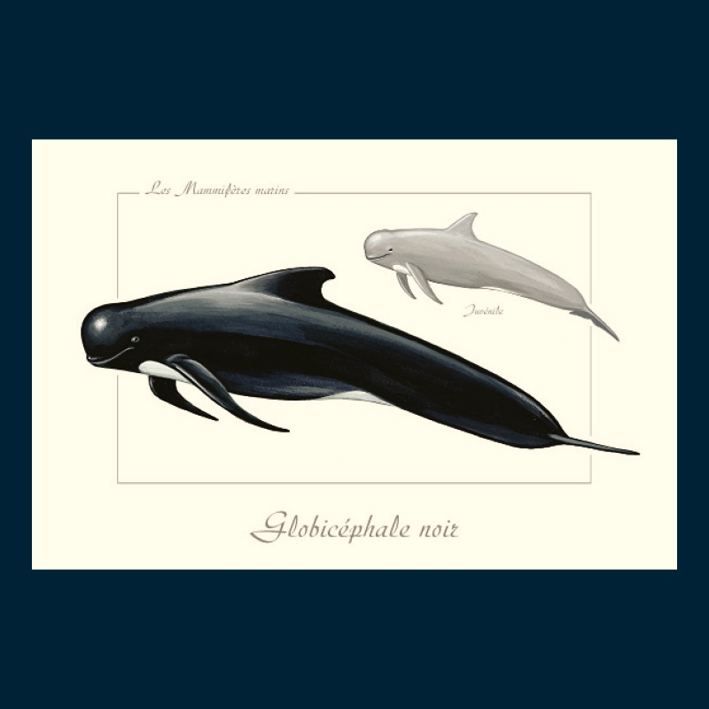 Globicéphale noir