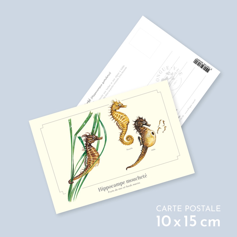 Hippocampe moucheté