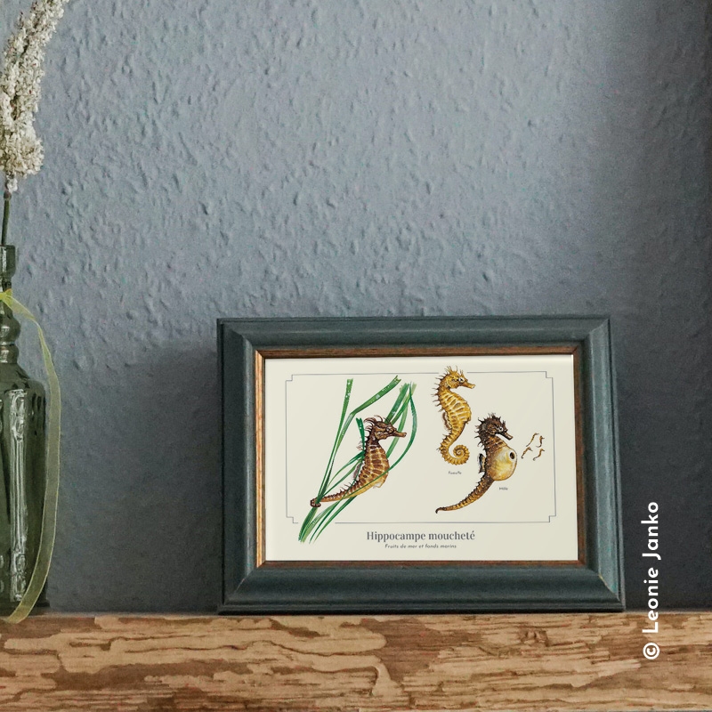 Hippocampe moucheté