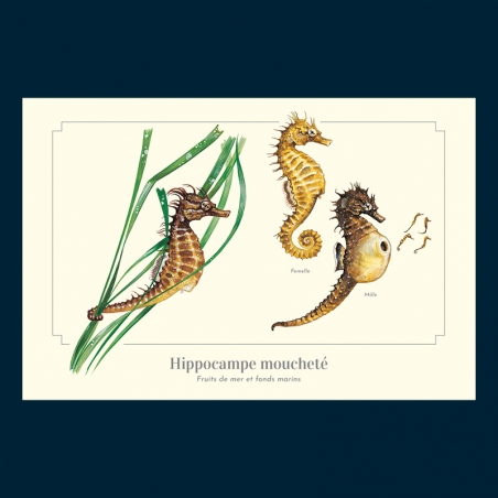Hippocampe moucheté
