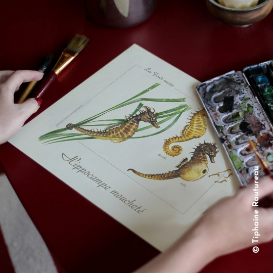 affiche illustrée Hippocampe - Longue-vue