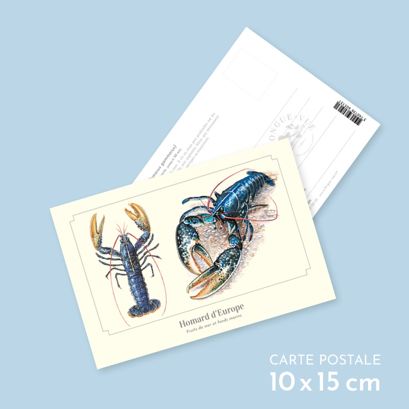 Homard d'Europe