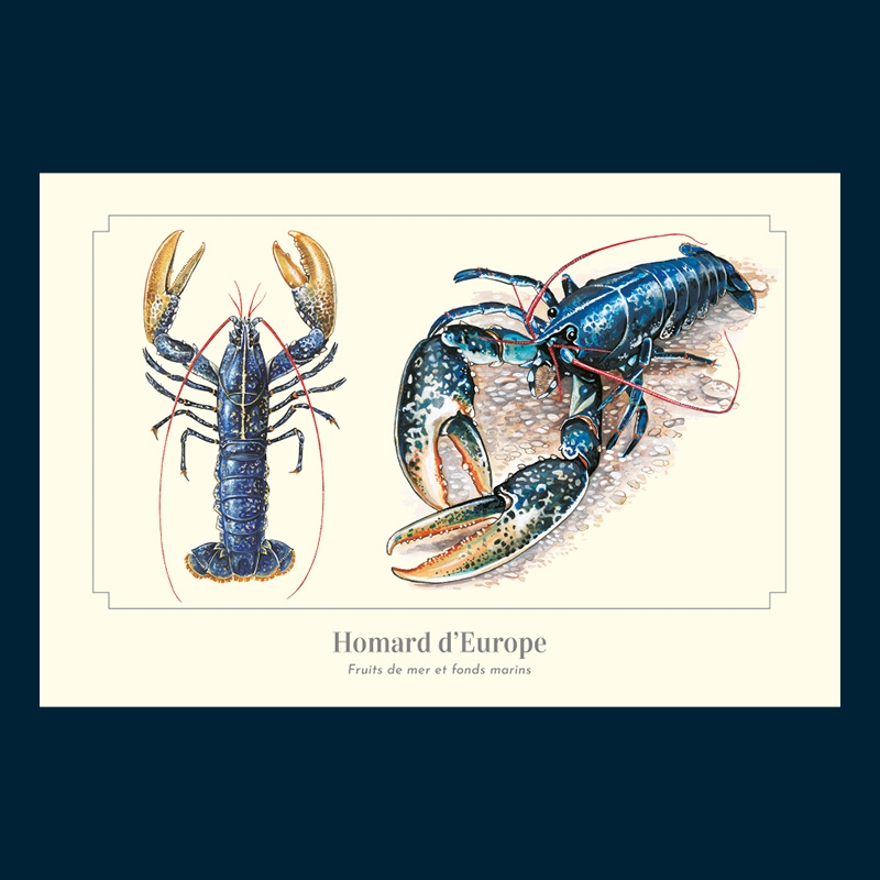 Homard d'Europe