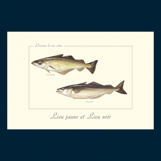 Lieu jaune et lieu noir