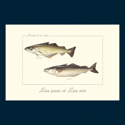 Lieu jaune et lieu noir