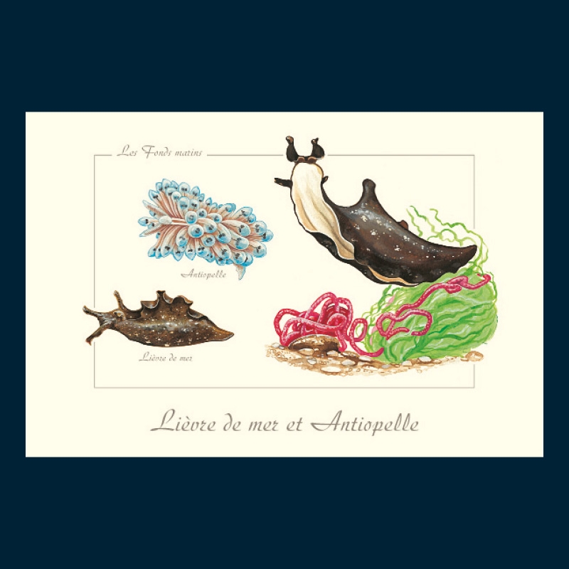Lièvre de mer et antiopelle