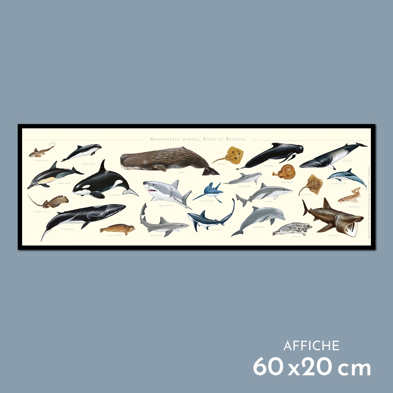 Mammifères marins, raies et requins