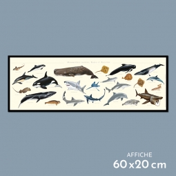 Mammifères marins, raies et requins