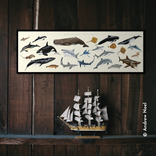 Mammifères marins, raies et requins