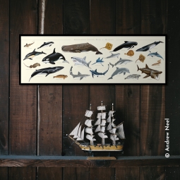 Mammifères marins, raies et requins