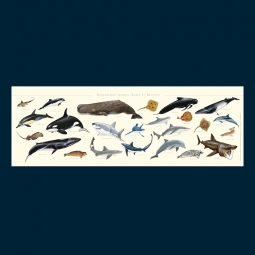 Mammifères marins, raies et requins