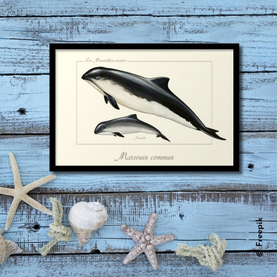 marsouin - longue-vue.art