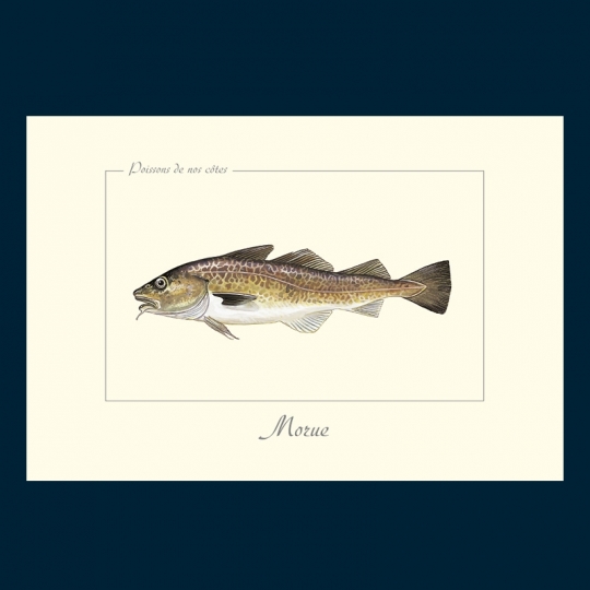 Morue