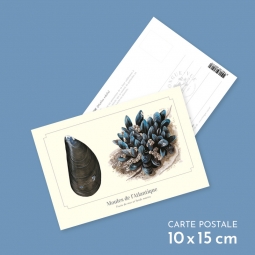 Moules de l'Atlantique