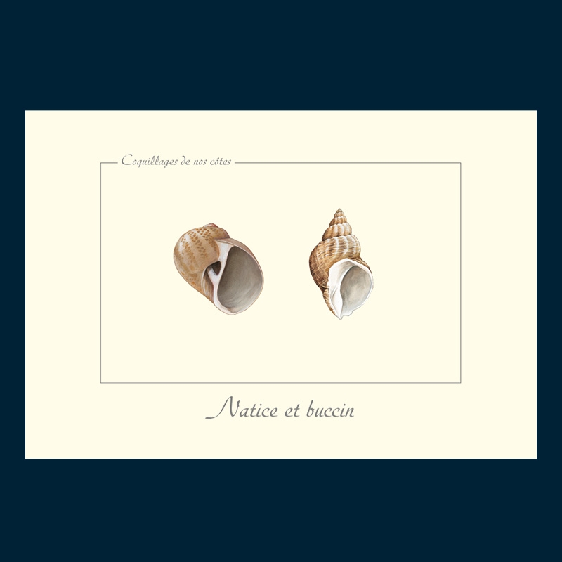 Natice et buccin
